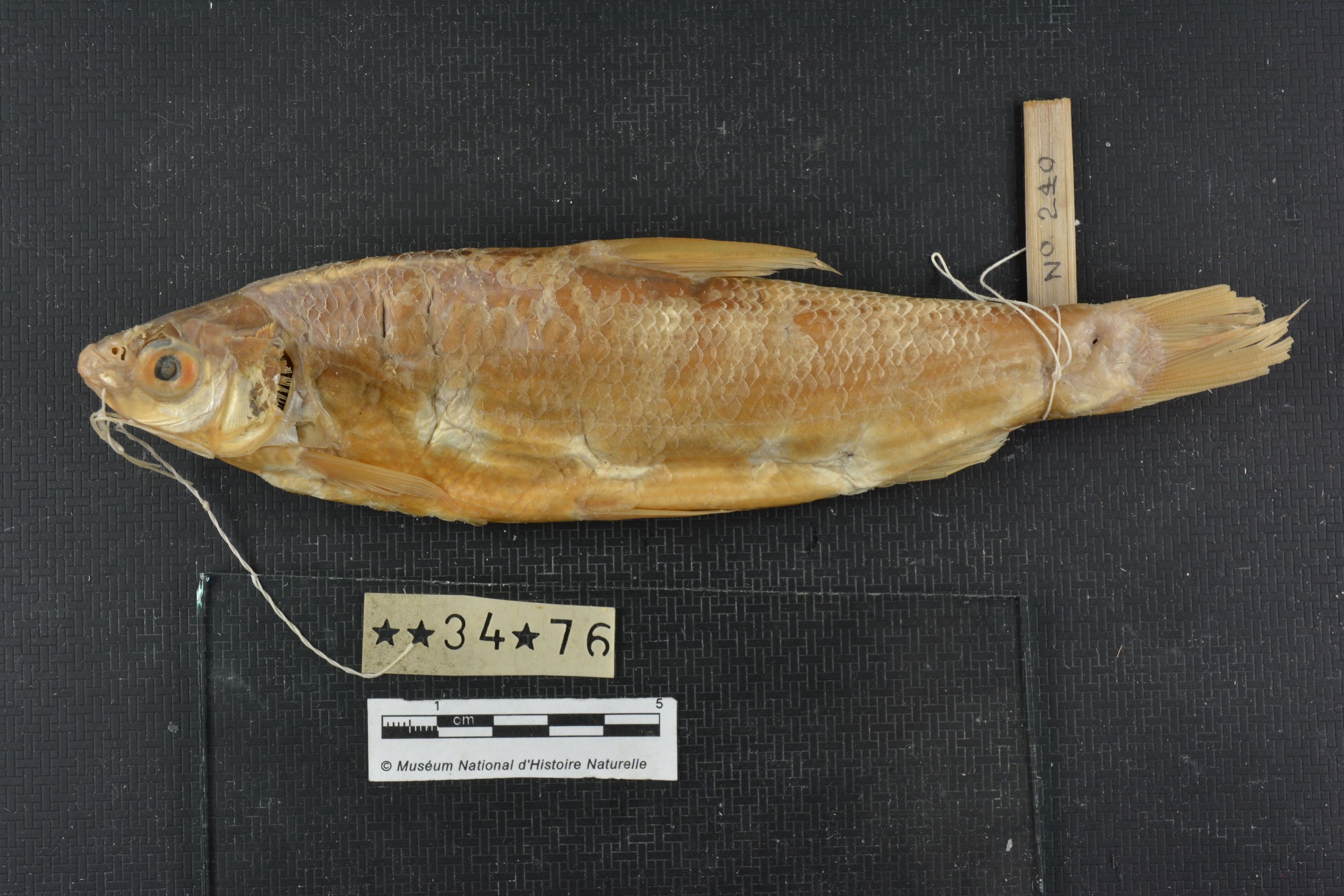 Xenocypris davidi Bleeker, 1871